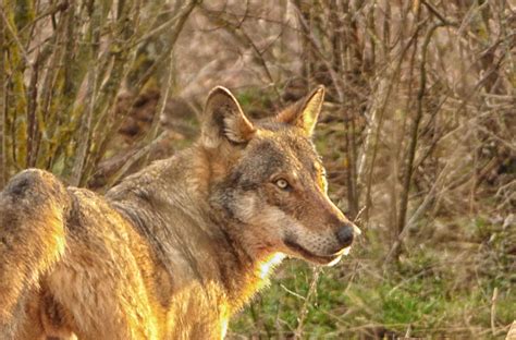 Fauna selvatica sulle rive della Loira