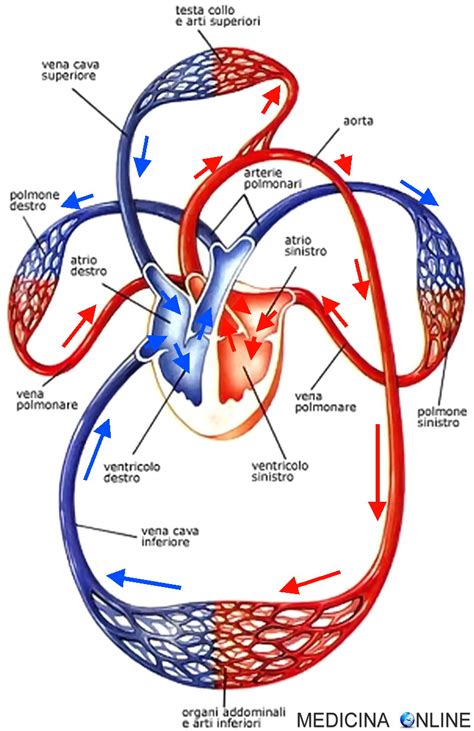 Diagramma della circolazione sanguigna uterina e placentare