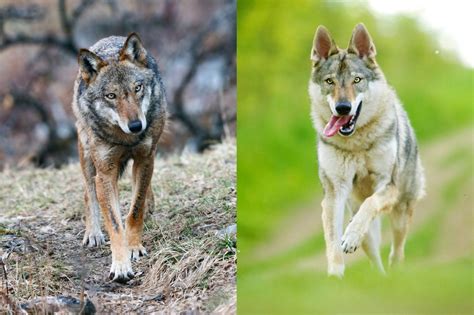 Rappresentazione artistica di un lupo e un cane primitivo fianco a fianco.