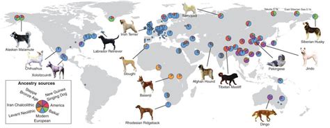 Mappa che mostra le possibili aree di origine della domesticazione del cane in Eurasia.
