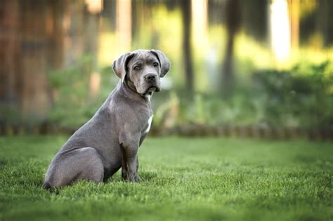 Immagine che mostra la varietà di razze canine, da quelle piccole a quelle giganti.