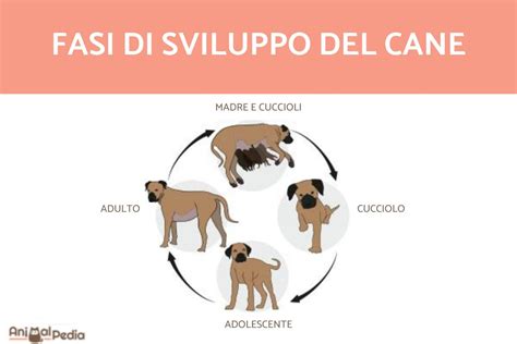 Infografica che illustra le diverse fasi dello sviluppo di un cucciolo di cane.