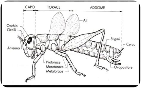 Schema della partenogenesi negli insetti