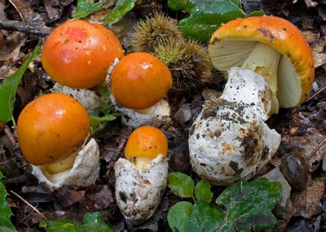 Fungo ovulo Amanita caesarea