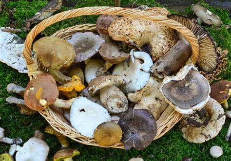 Varietà di funghi commestibili