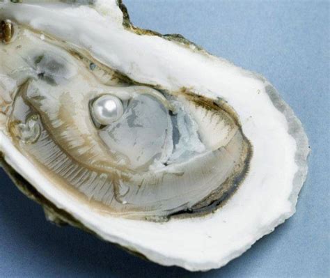 Struttura interna di un'ostrica che forma una perla