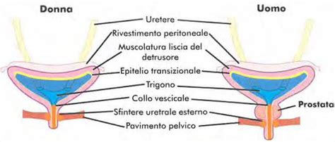 struttura anatomica della vagina