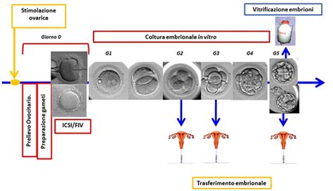 Diagramma che illustra le fasi del processo di stimolazione ovarica e prelievo ovocitario