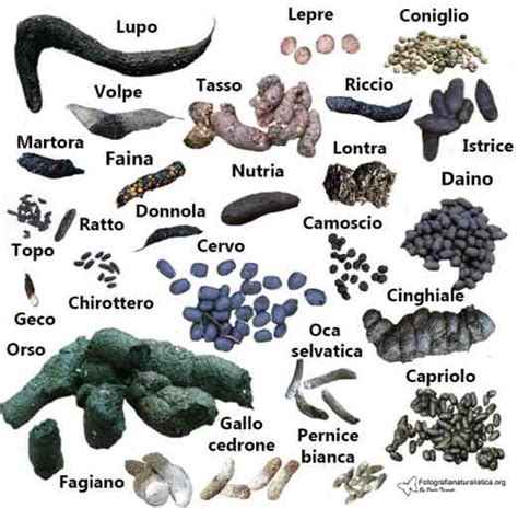 illustrazione di diverse feci animali con i loro rispettivi numeri della smorfia