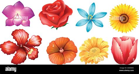 Diversi tipi di fiori di Viburno
