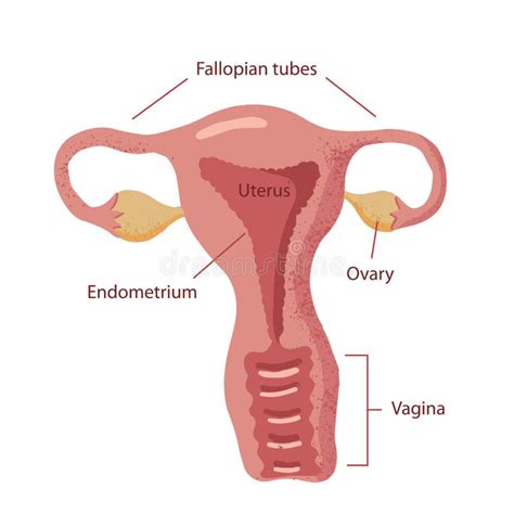 Diagramma delle tube di Falloppio e del sistema riproduttivo femminile