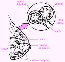 Schema del seno con i dotti lattiferi