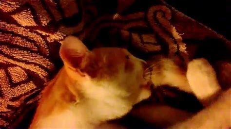 Gatto che ciuccia il collo del padrone
