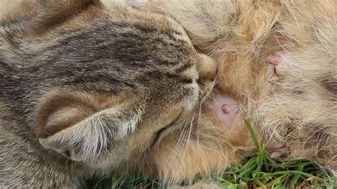 Gattino che succhia il capezzolo della madre
