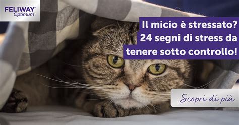 Gatto stressato in un ambiente nuovo
