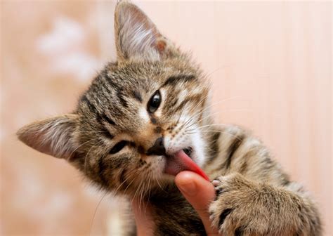 Gatto che lecca la mano del padrone