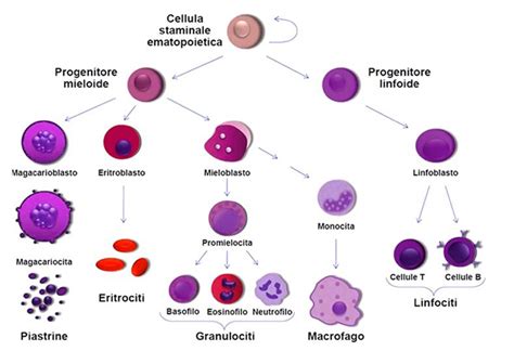 Cellule staminali ematopoietiche al microscopio