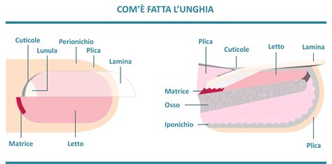 Struttura anatomica dell'unghia e del letto ungueale
