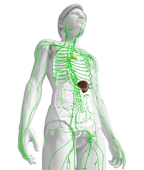 Diagramma del sistema linfatico fetale