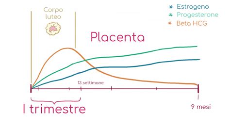 Grafico della crescita della Beta-HCG durante la gravidanza