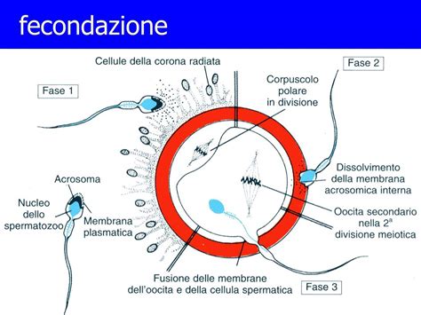 Diagramma che illustra le fasi della fecondazione in vitro con ovodonazione