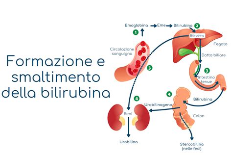 Schema del ciclo della bilirubina nel fegato
