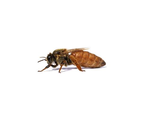 Ape Ligustica in volo