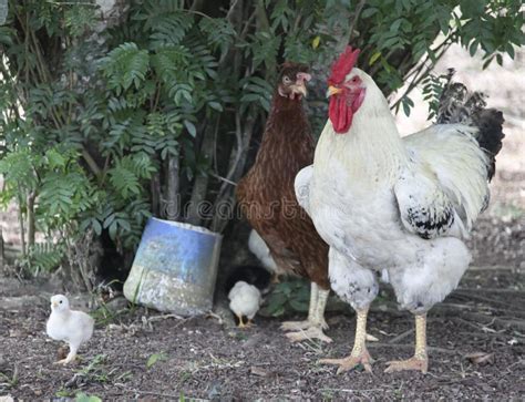 Gallo e gallina in un ambiente rurale