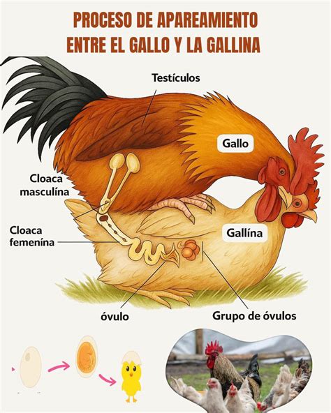 Diagramma che illustra la cloaca di gallina e gallo durante l'accoppiamento