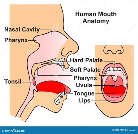Diagramma anatomico della bocca di un neonato con evidenziate le aree di sviluppo orale