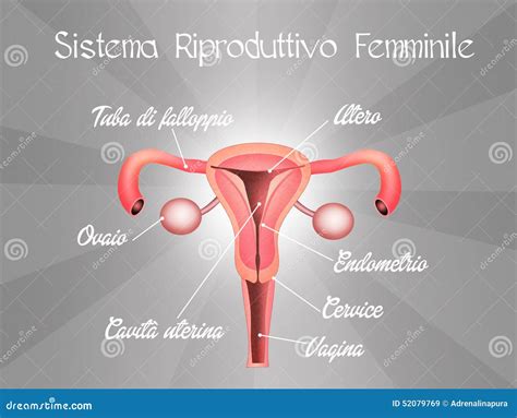 Illustrazione dell'apparato riproduttivo femminile