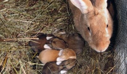 Coniglia madre che allatta i suoi cuccioli