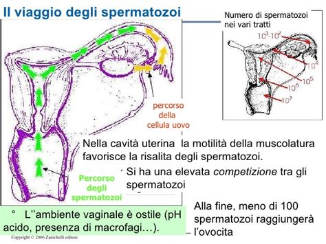 Schema del percorso degli spermatozoi verso le tube di Falloppio