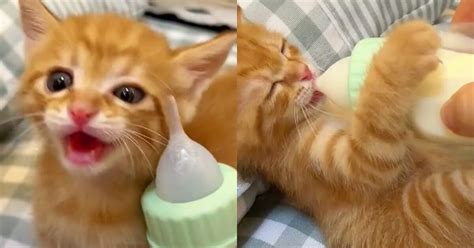 gattino che beve da un biberon