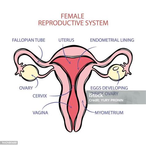 Struttura schematica del sistema riproduttivo femminile