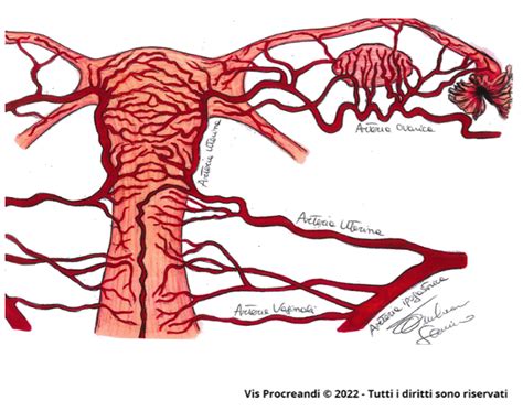 Schema anatomico dell'utero e dell'endometrio