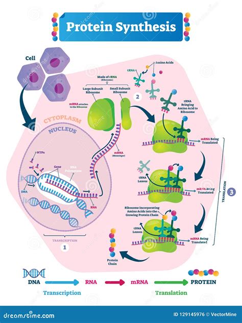 Diagramma molecolare delle proteine