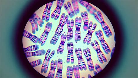 Microscopio che osserva cromosomi
