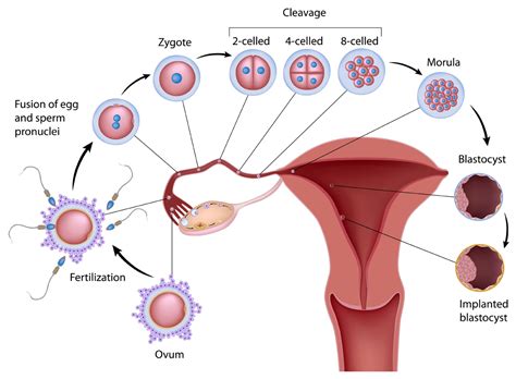 Diagramma che illustra l'efficacia della fecondazione assistita in base all'età della donna