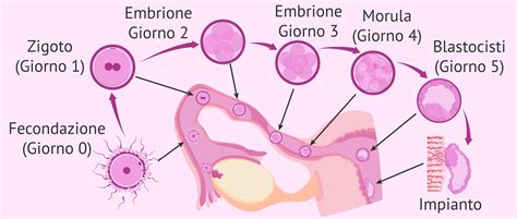 Schema della fecondazione e impianto dell'embrione