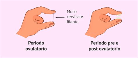 Schema dei cambiamenti del muco cervicale durante il ciclo