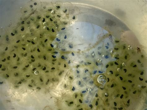 Uova di rana in una massa gelatinosa