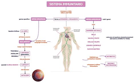 Illustrazione di un sistema immunitario del bambino che riceve anticorpi dal latte materno