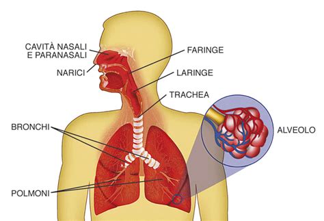 Diagramma delle vie respiratorie umane con evidenziate le aree di accumulo di muco