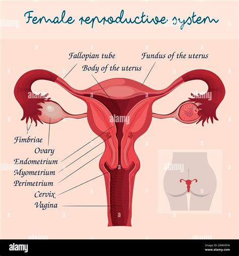 Diagramma dell'utero femminile
