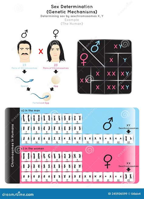 Diagramma della determinazione del sesso con cromosomi X e Y