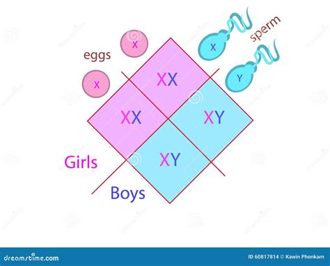Infografica che confronta i metodi scientifici per la determinazione del sesso del feto