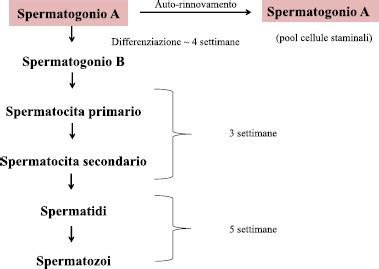 Diagramma che illustra la riduzione della conta spermatica in relazione alla frequenza di consumo di cannabis.