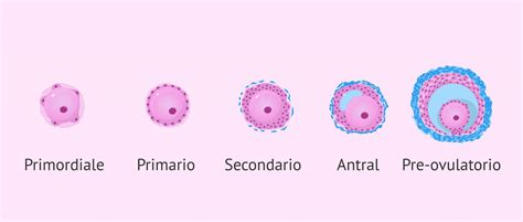 Illustrazione dello sviluppo dei follicoli ovarici e dell'ovocita