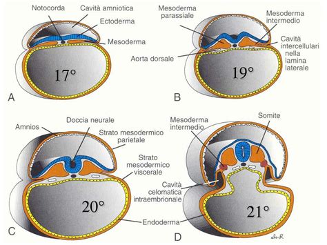 Diagramma dei tre strati germinativi embrionali
